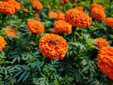 A small bee setting on a small marigold flower in the morning close-up macro shot.の写真素材