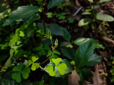 Oxalis corniculata, the creeping woodsorrel, resembles the common yellow woodsorrel, Oxalis stricta....