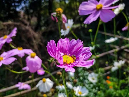 Cosmos is a genus, with the same common name of cosmos, consisting of flowering plants in the...