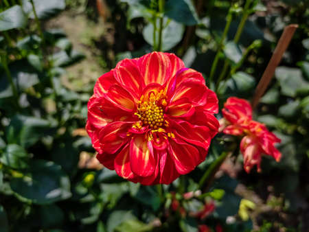 Dahlia is a genus of bushy, tuberous, herbaceous perennial plants native to Mexico and Central America.の写真素材