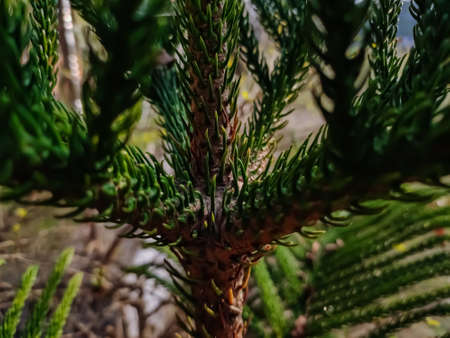 Picea orientalis, commonly known as the Oriental spruce or Caucasian spruce, is a species of spruce...