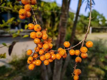 Duranta erecta is a species of flowering shrub in the verbena family Verbenaceae. This photo has a great background blur and amazing selective focus.の写真素材