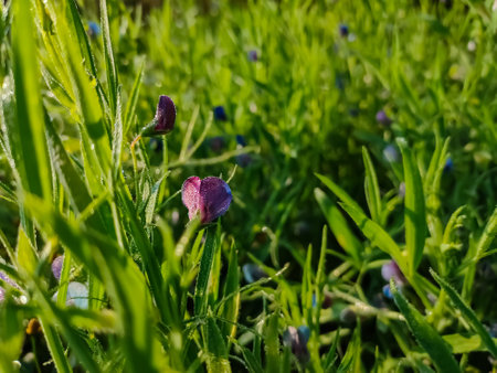Lathyrus sativus, also known as grass pea, chickling pea, Indian pea, white pea and white vetch, is a legume commonly grown for human consumption and livestock feed in Asia and East Africa.の写真素材