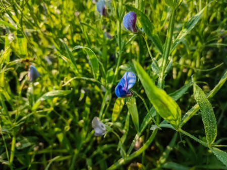 Lathyrus sativus, also known as grass pea, chickling pea, Indian pea, white pea and white vetch, is a legume commonly grown for human consumption and livestock feed in Asia and East Africa.の写真素材