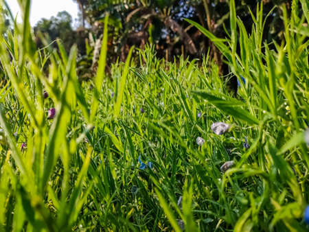 Lathyrus sativus, also known as grass pea, chickling pea, Indian pea, white pea and white vetch, is a legume commonly grown for human consumption and livestock feed in Asia and East Africa.の写真素材