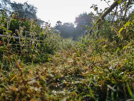 Morning sunlight fall on the grassy field in the vegetable garden in the winter season.