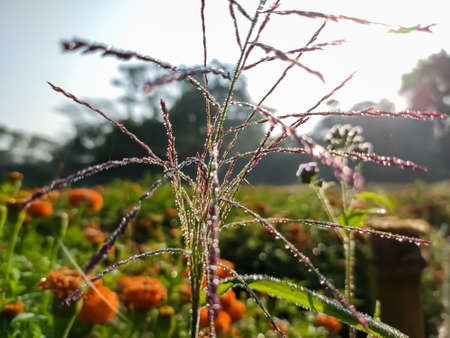 Tridens flavus, the purpletop tridens, red top, or greasegrass, is a large, robust perennial bunchgrass native to eastern North America.の写真素材