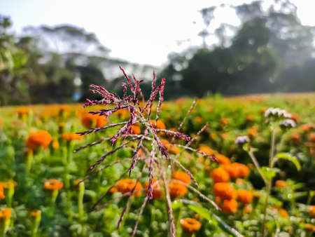 Tridens flavus, the purpletop tridens, red top, or greasegrass, is a large, robust perennial bunchgrass native to eastern North America.の写真素材