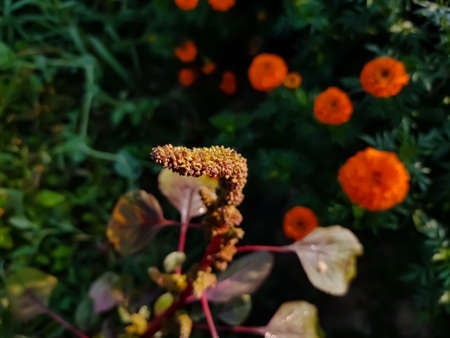 Amaranthus, collectively known as amaranth, is a cosmopolitan genus of annual or short-lived perennial plant.の写真素材