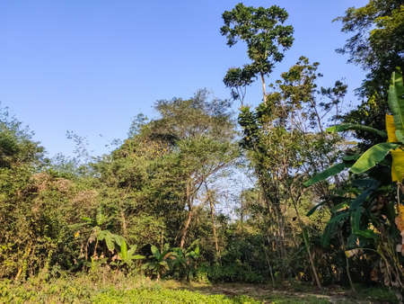 Blue sky and big big tree nature shot in the winter morning in rural india.の写真素材