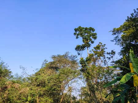 Blue sky and big big tree nature shot in the winter morning in rural india.の写真素材