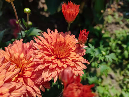 Chrysanthemums, sometimes called mums or chrysanths, are flowering plants of the genus Chrysanthemum in the family Asteraceae. They are native to East Asia and northeastern Europe.の写真素材