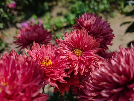 Chrysanthemums, sometimes called mums or chrysanths, are flowering plants of the genus Chrysanthemum in the family Asteraceae. They are native to East Asia and northeastern Europe.の写真素材