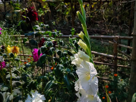 Gladiolus is a genus of perennial cormous flowering plants in the iris family. It is sometimes called the 'sword lily', but is usually called by its generic name.の写真素材