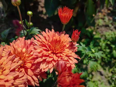 Chrysanthemums, sometimes called mums or chrysanths, are flowering plants of the genus Chrysanthemum in the family Asteraceae. They are native to East Asia and northeastern Europe.の写真素材
