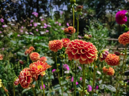 Dahlia is a genus of bushy, tuberous, herbaceous perennial plants native to Mexico and Central America.の写真素材