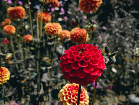 Dahlia is a genus of bushy, tuberous, herbaceous perennial plants native to Mexico and Central America.の写真素材