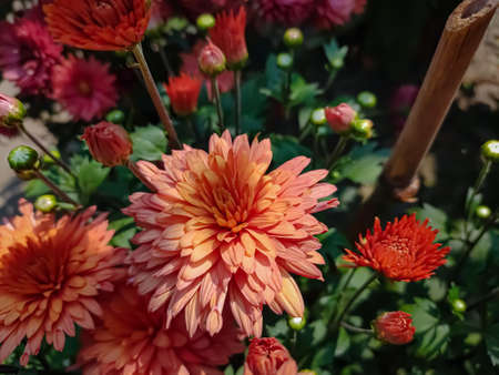 Chrysanthemums, sometimes called mums or chrysanths, are flowering plants of the genus Chrysanthemum in the family Asteraceae. They are native to East Asia and northeastern Europe.の写真素材