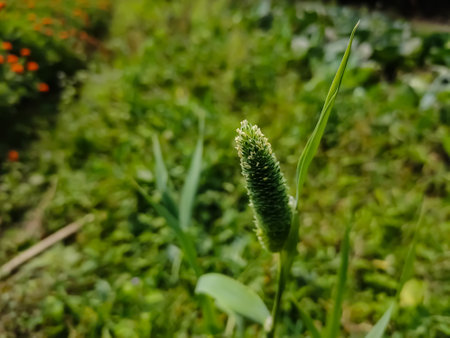 Phalaris minor is a species of grass native to North Africa, Europe, and South Asia. The bunchgrass is widely naturalised elsewhere.の写真素材