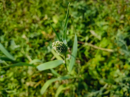 Phalaris minor is a species of grass native to North Africa, Europe, and South Asia. The bunchgrass is widely naturalised elsewhere.の写真素材