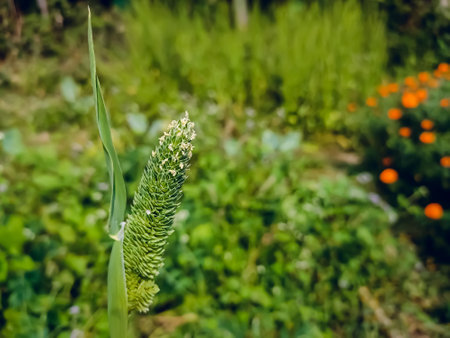 Phalaris minor is a species of grass native to North Africa, Europe, and South Asia. The bunchgrass is widely naturalised elsewhere.の写真素材