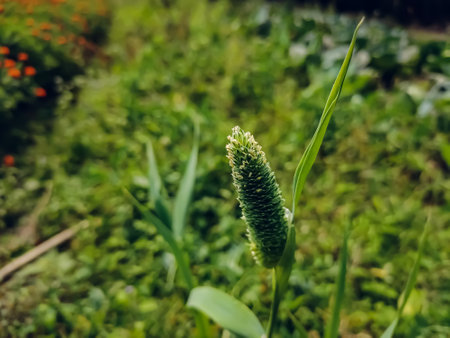 Phalaris minor is a species of grass native to North Africa, Europe, and South Asia. The bunchgrass is widely naturalised elsewhere.の写真素材