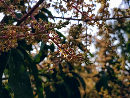 This is the mango flower close-up macro shot in the morning in the winter season in india.の写真素材
