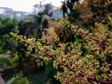 This is the mango flower close-up macro shot in the morning in the winter season in india.の写真素材
