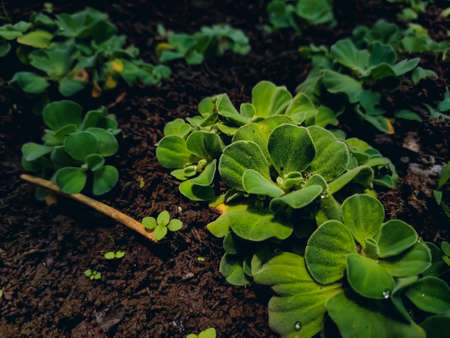 Pistia is a genus of aquatic plant in the arum family, Araceae. It is the sole genus in the tribe...