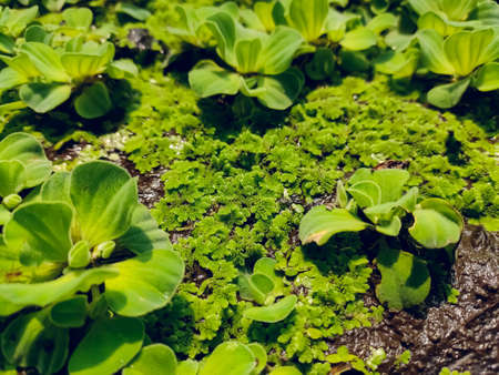 Azolla filiculoides is a species of Azolla, native to warm temperate and tropical regions of the Americas as well as most of the old world including Asia and Australia.の写真素材