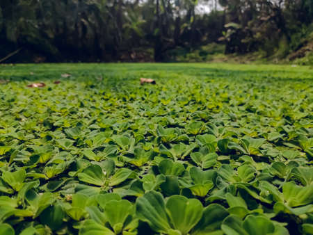 Azolla filiculoides is a species of Azolla, native to warm temperate and tropical regions of the Americas as well as most of the old world including Asia and Australia.の写真素材