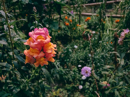 Antirrhinum is a genus of plants commonly known as dragon flowers because of the flowers' fancied...