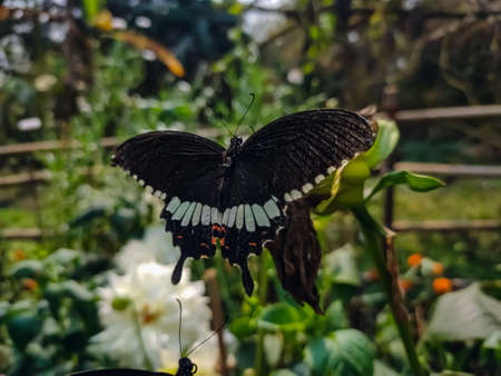 Papilio polytes, the common Mormon, is a common species of swallowtail butterfly widely distributed...
