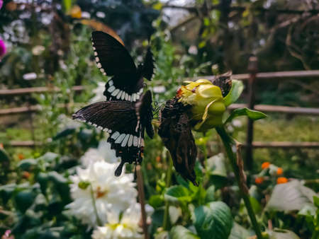 Papilio polytes, the common Mormon, is a common species of swallowtail butterfly widely distributed across Asia.の写真素材
