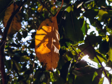 A small yellow leaf close-up macro shot when sunlight fall on this leaf in the afternoon.