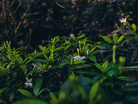 Tabernaemontana divaricata commonly called East India rosebay and Nero's crown is an evergreen shrub native to South Asia and now cultivated throughout South East Asia.の写真素材