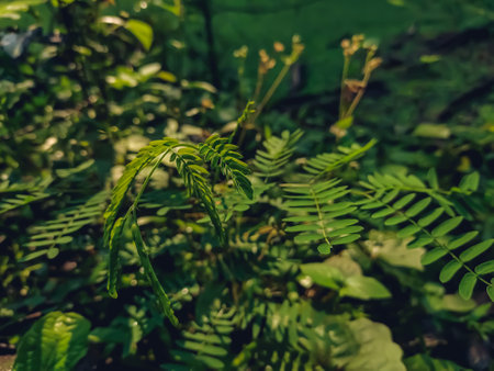 Leucaena leucocephala is a small fast-growing mimosoid tree native to southern Mexico and northern Central America and is now naturalized throughout the tropics.の写真素材