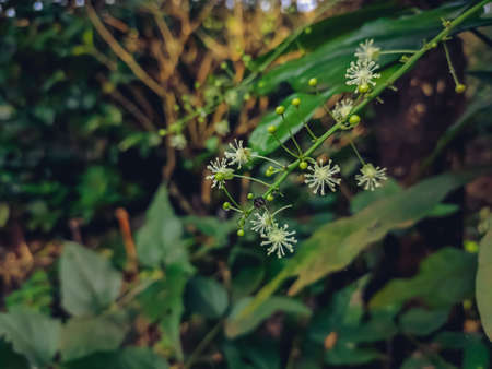 Codiaeum is a genus of plants under the family Euphorbiaceae first described as a genus in 1824. It is native to insular Southeast Asia, northern Australia and Papuasia.の写真素材