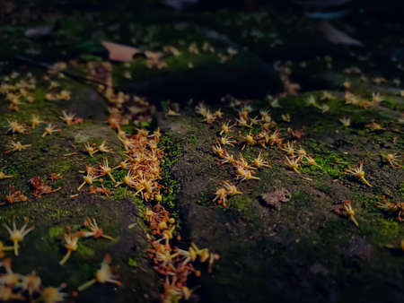 Some small lichee flower fall on mossy brick in the morning when sunlight fall on it.の写真素材
