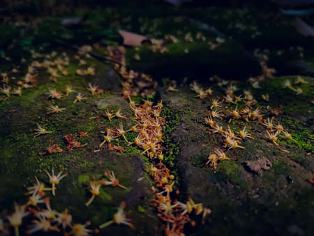 Some small lichee flower fall on mossy brick in the morning when sunlight fall on it.の写真素材