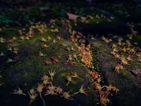 Some small lichee flower fall on mossy brick in the morning when sunlight fall on it.の写真素材