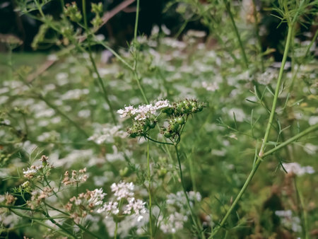 Coriander is an annual herb in the family Apiaceae. It is also known as Chinese parsley, dhania or cilantro.の写真素材