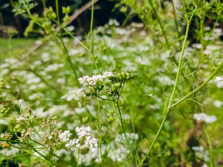 Coriander is an annual herb in the family Apiaceae. It is also known as Chinese parsley, dhania or cilantro.の写真素材