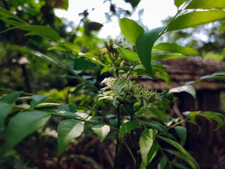 The curry tree (Murraya koenigii) is a tropical to sub-tropical tree in the family Rutaceae (the rue family, which includes rue, citrus, and satinwood), and is native to Asia.の写真素材