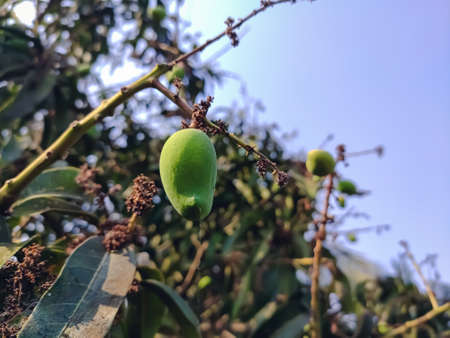 A mango is an edible stone fruit produced by the tropical tree Mangifera indica which is believed to have originated from the region between northwestern Myanmar, Bangladesh, and northeastern India.の写真素材