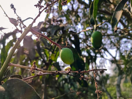 A mango is an edible stone fruit produced by the tropical tree Mangifera indica which is believed to...