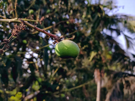 A mango is an edible stone fruit produced by the tropical tree Mangifera indica which is believed to have originated from the region between northwestern Myanmar, Bangladesh, and northeastern India.の写真素材