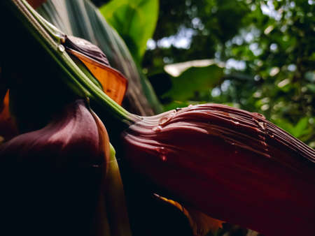 A banana is an elongated, edible fruit â botanically a berry â produced by several kinds of large herbaceous flowering plants in the genus Musa.の写真素材
