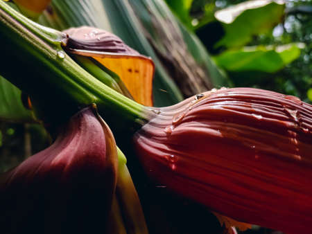 A banana is an elongated, edible fruit â botanically a berry â produced by several kinds of large herbaceous flowering plants in the genus Musa.の写真素材