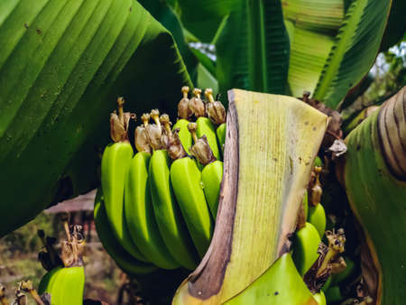 A banana is an elongated, edible fruit â botanically a berry â produced by several kinds of large herbaceous flowering plants in the genus Musa.の写真素材